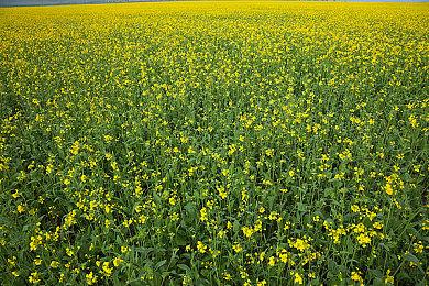 Xbox上惊现低劣《战神》山寨游戏 索尼震惊了