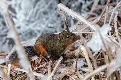 《夏洛克·福尔摩斯：第一章》1.4更新 免费疫医DLC上线